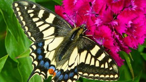 swallowtail butterfly at how hill