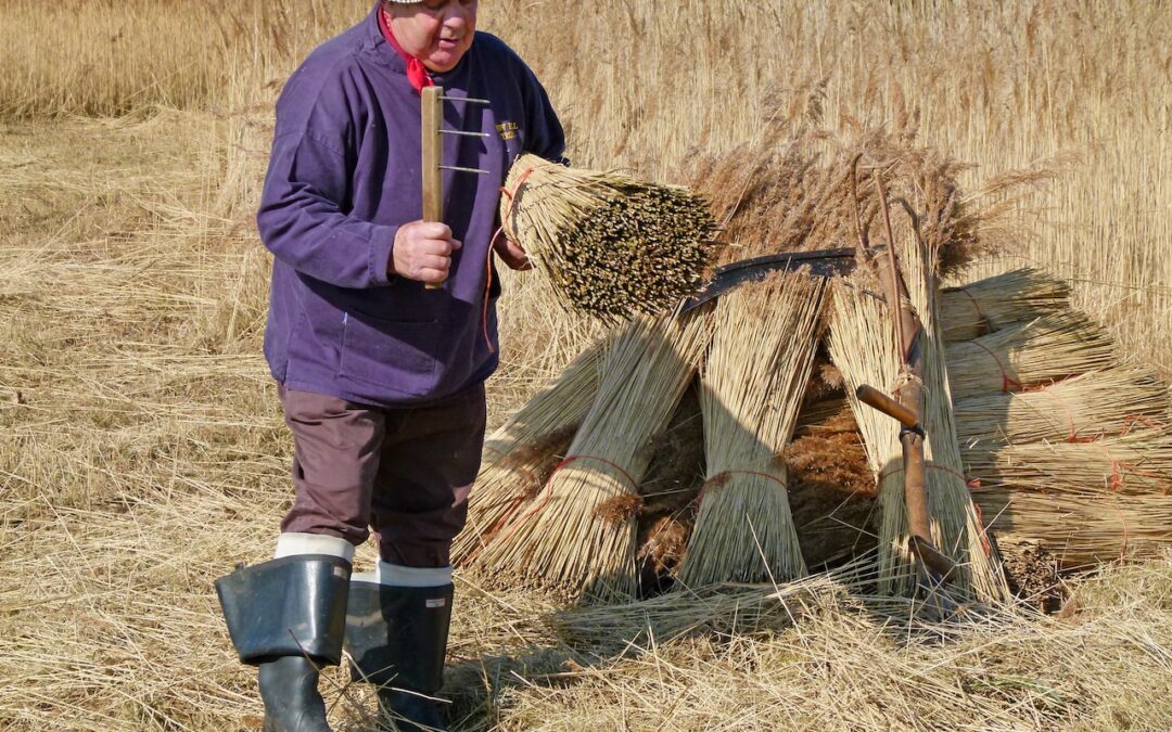 Best of Norfolk Cuisine