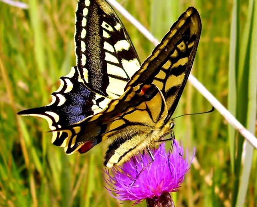 Natural History of the Broads