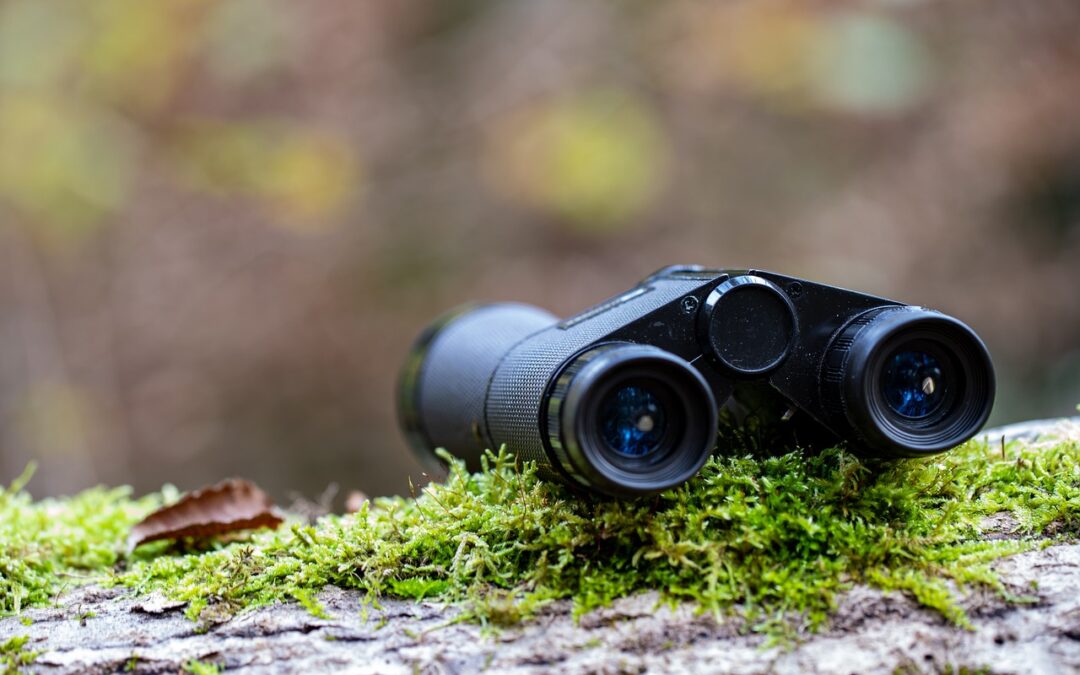 Birding for Beginners