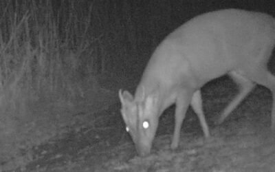 Camera Trapping