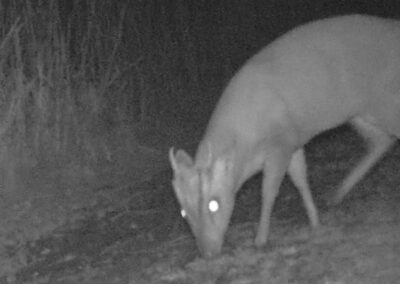 Camera Trapping: Look for animal tracks and clues then decide where we should set up one of our camera traps. In the morning the cameras are collected in and the children discover if they captured footage of a hedgehog, fox, squirrel, deer?
