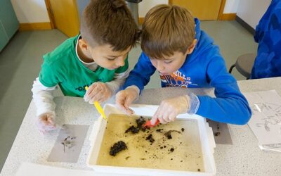 Owl Pellet Dissection