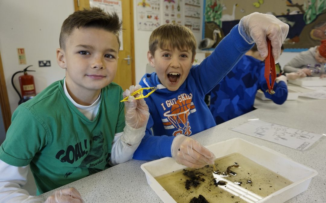 Twit Twoo This Isn’t Poo! – Owl Pellet Dissection