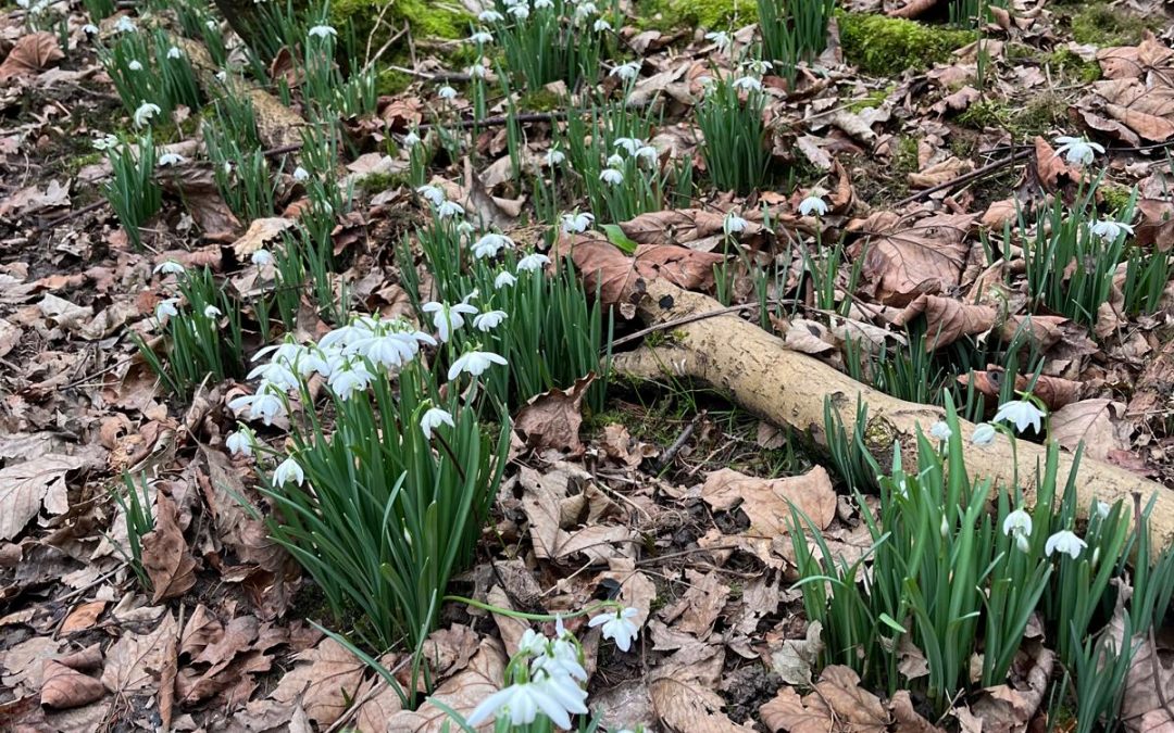 Signs of Spring Walk at How Hill