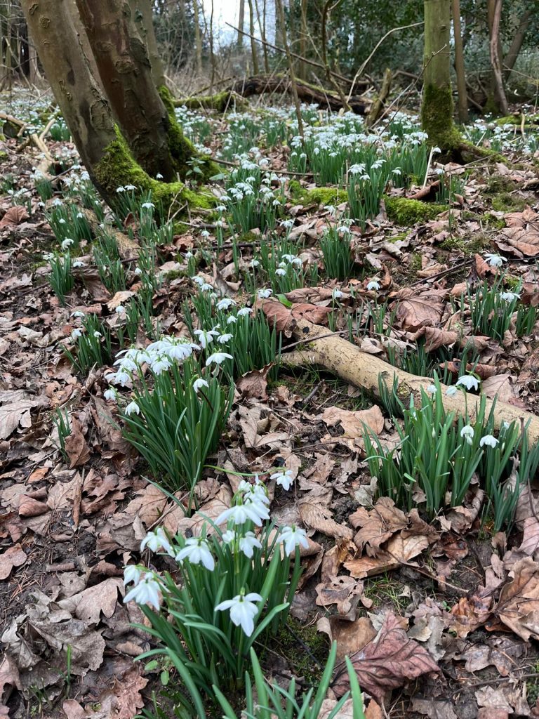 Signs of Spring Walk at How Hill
