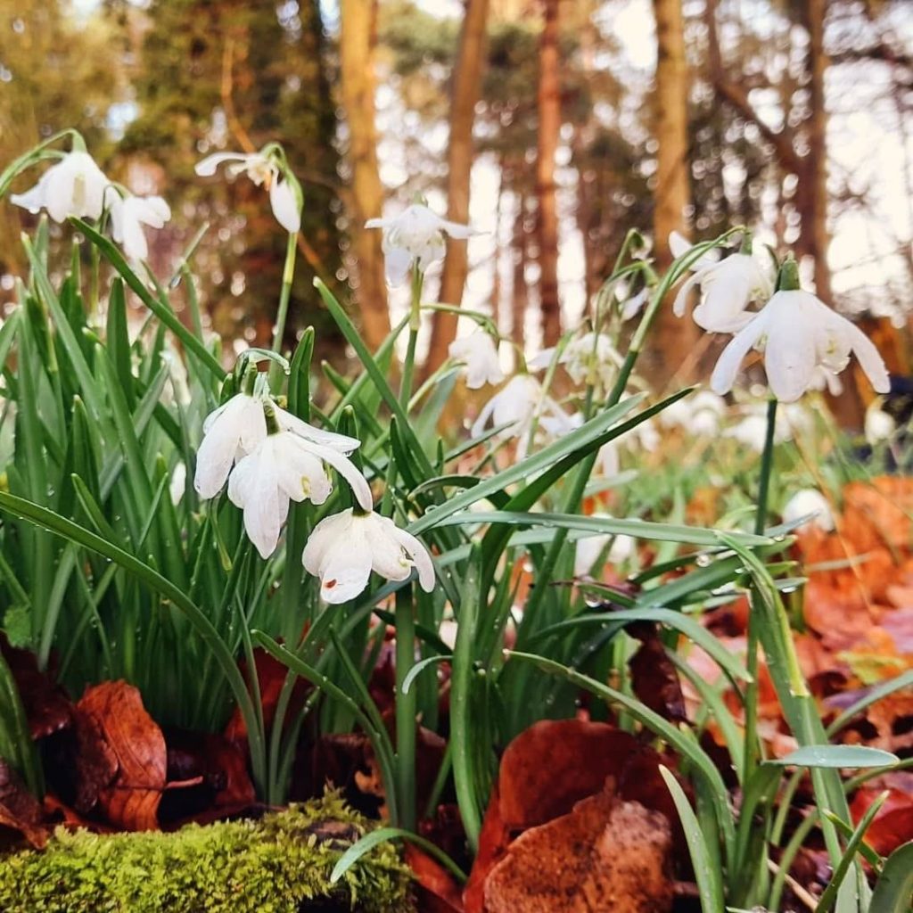 Spring Walk with lunch at How Hill