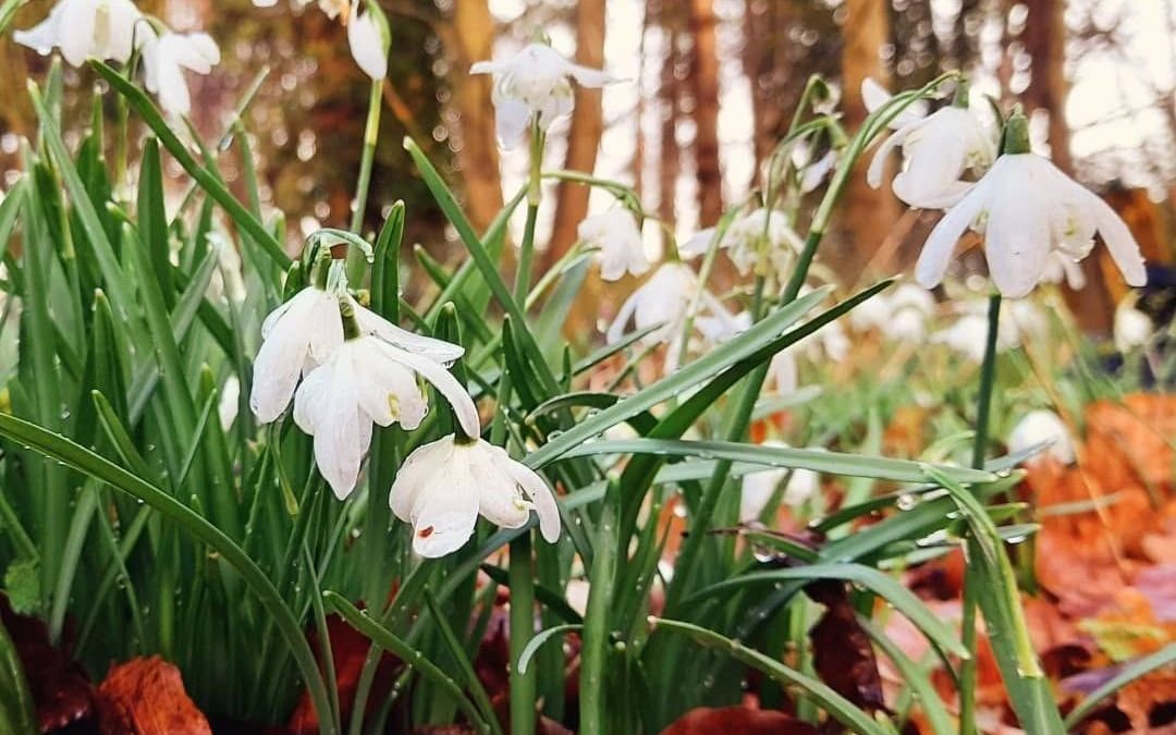 Spring Walk at How Hill