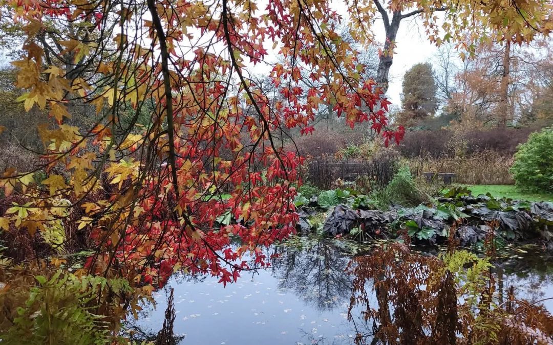 Autumn Walk and Light Lunch